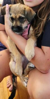 Mazzie -  Mixed Breed Dog for Adoption in Madison, Wisconsin - Mazzie | PetCurious