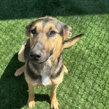German Shepherd Dog and Mixed Breed Dogs Available for Adoption - Heather | PetCurious