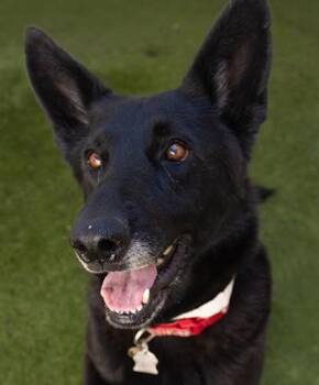 Suisun -  Shepherd Dog for Adoption in Encinitas, California - Suisun | PetCurious