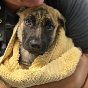 Ronaldo -  Black Mouth Cur and Golden Retriever Dog for Adoption in Klein, Texas - Ronaldo | PetCurious