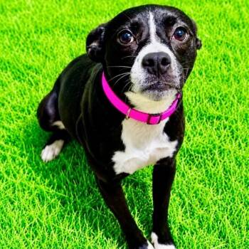 Regina -  Boston Terrier Dog for Adoption in Battle Creek, Michigan - Regina | PetCurious