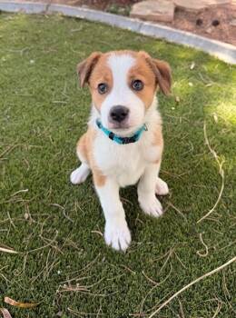 Terrier and Mixed Breed Dogs Available for Adoption in Henderson, Nevada - Tostito | PetCurious