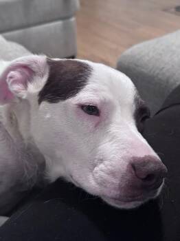 Terrier Dogs Available for Adoption in Berlin, New Jersey - Lily | PetCurious