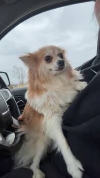 Pomeranian Dogs Available for Adoption - Shana | PetCurious