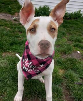 Terrier Dogs Available for Adoption in Detroit, Michigan - Kendall  | PetCurious