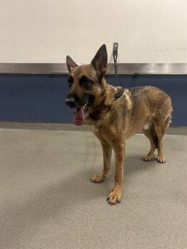 ZEUS -  German Shepherd Dog Dog for Adoption in Doral, Florida - ZEUS | PetCurious
