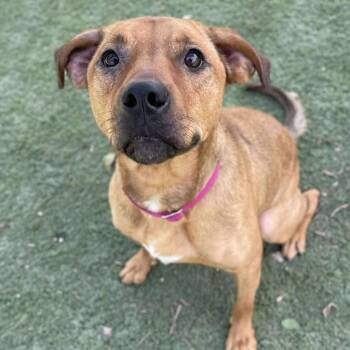 Rescue Labrador Retriever Dogs for Adoption in Center Point, Texas - Josie | PetCurious