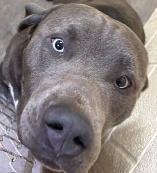 JOHNSON -  Pit Bull Terrier Dog for Adoption in Elizabethton, Tennessee - JOHNSON | PetCurious