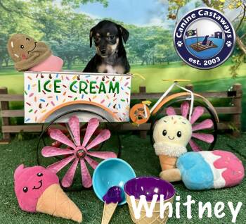 Whitney -  Rat Terrier Dog for Adoption in Arcadia, Florida - Whitney | PetCurious