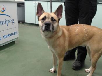 Rescue Shepherd Dogs for Adoption in Winnipeg, Manitoba - Delta | PetCurious