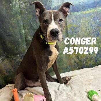 CONGER -  Pit Bull Terrier and Mixed Breed Dog for Adoption - CONGER | PetCurious