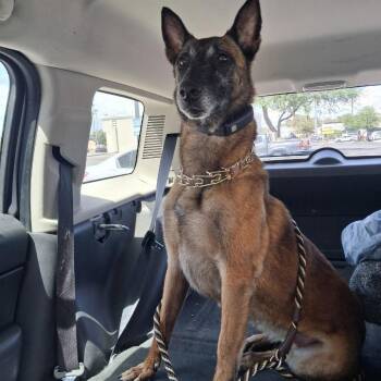 Demo -  Belgian Shepherd Malinois Dog for Adoption in Las Vegas, Nevada - Demo | PetCurious