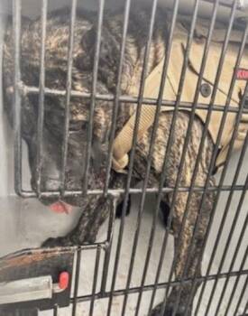 Cane Corso Dogs Available for Adoption - A654118 | PetCurious