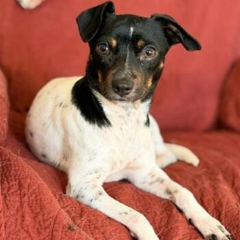 Betty -  Jack Russell Terrier and Feist Dog for Adoption in Nashville, Tennessee - Betty | PetCurious