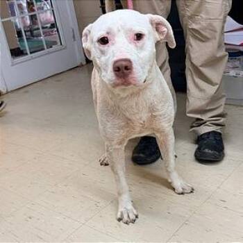 Hawkins -  Pit Bull Terrier and Mixed Breed Dog for Adoption in Denison, Texas - Hawkins | PetCurious