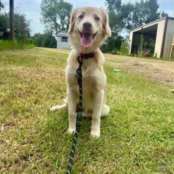 Millie (Benefactor Dog) -  Golden Retriever and Mixed Breed Dog for Adoption in New Orleans, Louisiana - Millie (Benefactor Dog) | PetCurious