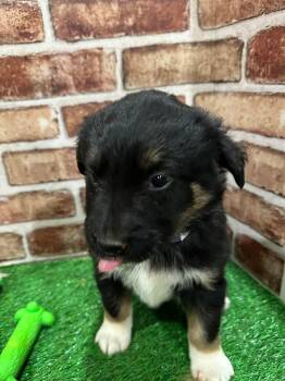 Labrador Retriever Dogs Available for Adoption - Elsa EG In MS | PetCurious