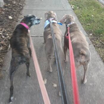 Kita -  Boxer Dog for Adoption in St. Cloud, Minnesota - Kita | PetCurious