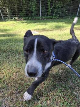 Dachshund and Collie Dogs Available for Adoption in Rocky Mount, North Carolina - Casper32351(Rescue Only) | PetCurious