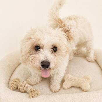 Opal -  Bichon Frise and Poodle Dog for Adoption in Redwood Falls, Minnesota - Opal | PetCurious