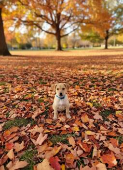 Rescue Rat Terrier and Catahoula Leopard Dog Dogs for Adoption in Shelby County, Texas - Luke | PetCurious