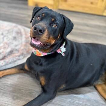 Rottweiler and Pit Bull Terrier Dogs Available for Adoption - Ohlee Fetching Rottie | PetCurious