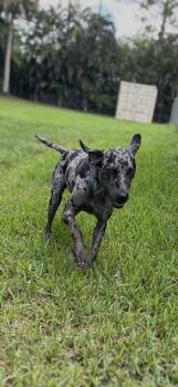 Billy -  Catahoula Leopard Dog Dog for Adoption in West Palm Beach, Florida - Billy | PetCurious