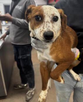 Mixed Breed Dogs Available for Adoption in West Chester, Pennsylvania - Freckles | PetCurious