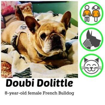 French Bulldog Dogs Available for Adoption in Bonney Lake, Washington - DOUBI DOLITTLE | PetCurious