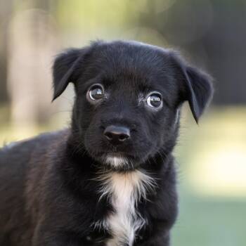 Rescue Dachshund and Terrier Dogs for Adoption in San Diego, California - Alpine Pup - Montage | PetCurious