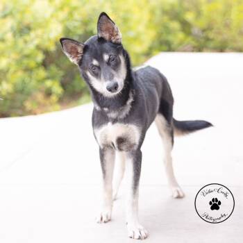 Husky and Shepherd Dogs Available for Adoption in Abilene, Texas - Dahlia | PetCurious