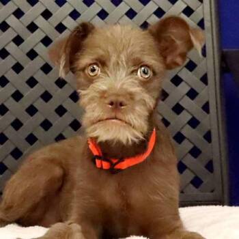 Eustis -  Terrier Dog for Adoption in Midland, Texas - Eustis | PetCurious