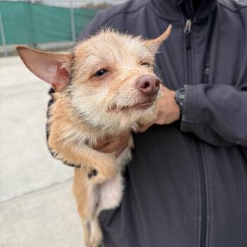 Terrier and Mixed Breed Dogs Available for Adoption - Little One | PetCurious