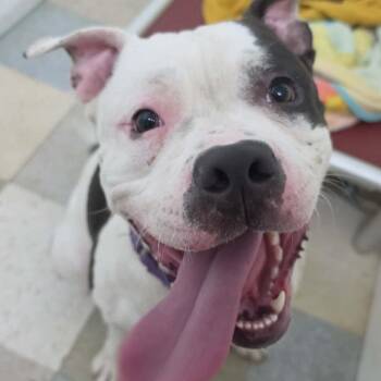 TUX -  American Staffordshire Terrier Dog for Adoption in Union City, Pennsylvania - TUX | PetCurious