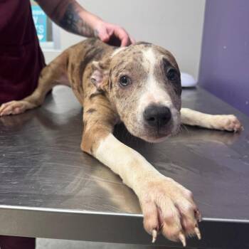 Penelope -  Catahoula Leopard Dog and Pit Bull Terrier Dog for Adoption in Englewood, Florida - Penelope | PetCurious