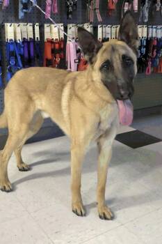 Titus -  Belgian Shepherd Malinois Dog for Adoption in Salt Lake City, Utah - Titus | PetCurious