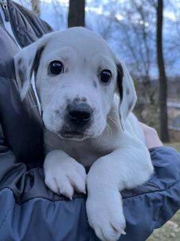 Rescue Beagle Dogs for Adoption in Minneapolis, Minnesota - Ridge | PetCurious