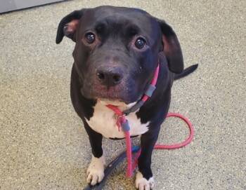 Rescue Mastiff and American Bulldog Dogs for Adoption in Kansas City, Missouri - Raylan | PetCurious