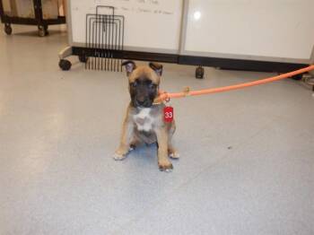 Belgian Shepherd Malinois Dogs Available for Adoption in San Jose, California - WALDO | PetCurious