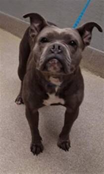 Pit Bull Terrier and Mixed Breed Dogs Available for Adoption in Las Vegas, Nevada - NORA | PetCurious