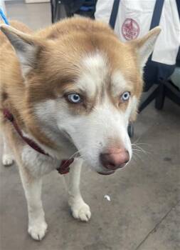 Mixed Breed Dogs Available for Adoption - BANE | PetCurious