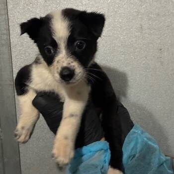 Rescue Border Collie and Mixed Breed Dogs for Adoption in Richmond, California - HAWTHORN | PetCurious