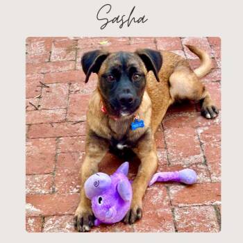 Terrier Dogs Available for Adoption - SASHA | PetCurious