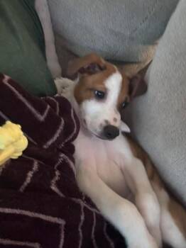 Delano -  Australian Cattle Dog Blue Heeler Dog Available for Adoption in Colorado Springs, Colorado - Delano | PetCurious