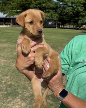 Labrador Retriever Dogs Available for Adoption in Sterling, Massachusetts - Jill 2 Months AVAILABLE 5/27 | PetCurious