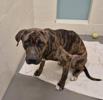 Pit Bull Terrier Dogs Available for Adoption in Hagerstown, Maryland - BRADY | PetCurious