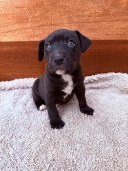 Kostos -  Husky and German Shepherd Dog Dog for Adoption in Spokane, Washington - Kostos | PetCurious