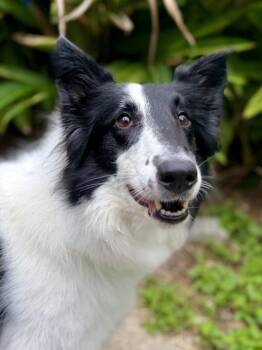 Collie and Mixed Breed Dogs Available for Adoption in New Orleans, Louisiana - Fassie | PetCurious