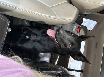 Belgian Shepherd Malinois and German Shepherd Dog Dogs Available for Adoption in Parrish, Florida - Cookie | PetCurious