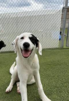 Great Pyrenees Dogs Available for Adoption in Aurora, Illinois - L